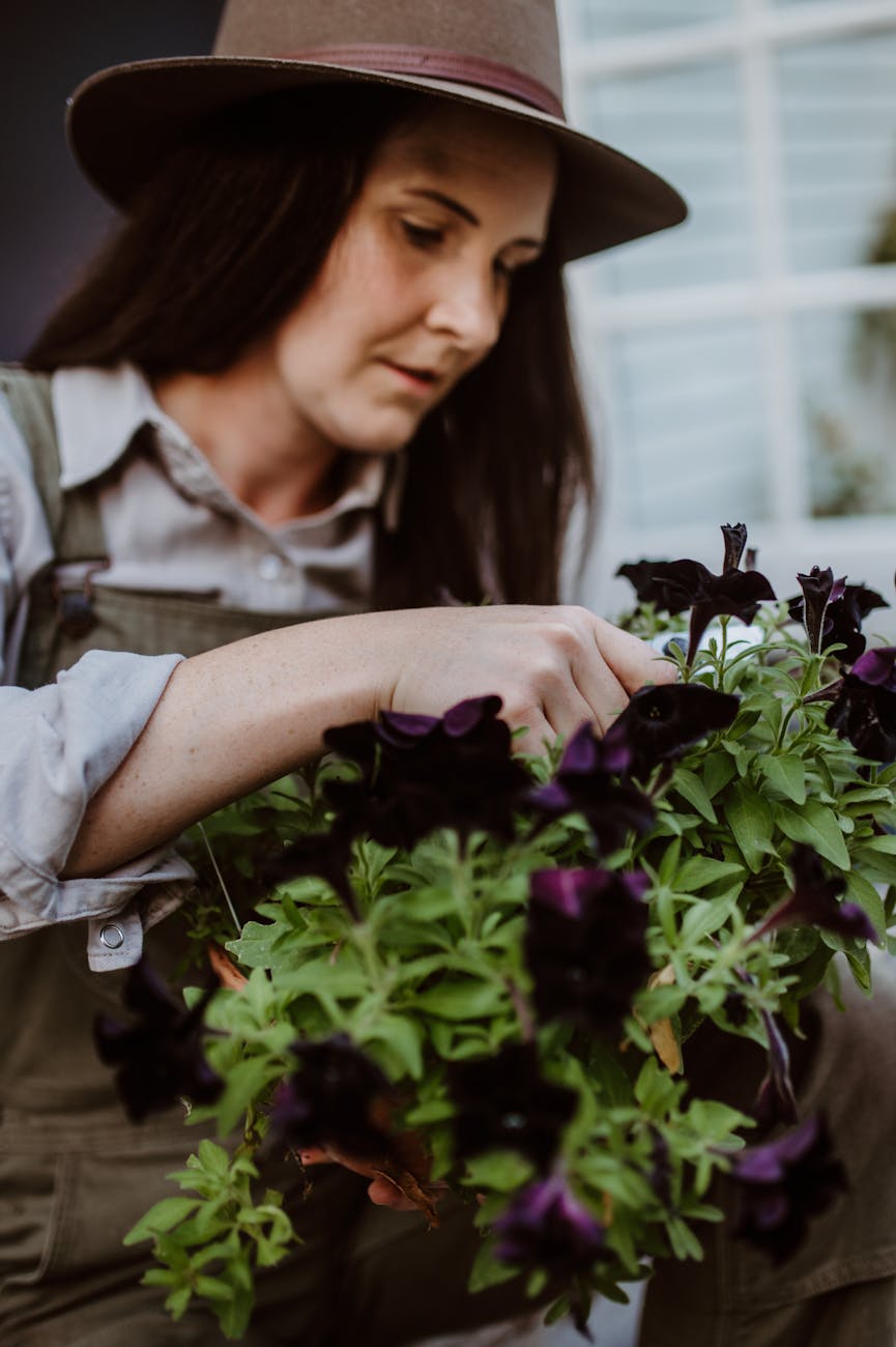 deadheading petunias technique UK