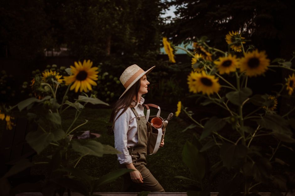A woman gardener in overalls and hat tending sunflowers in an autumn garden.