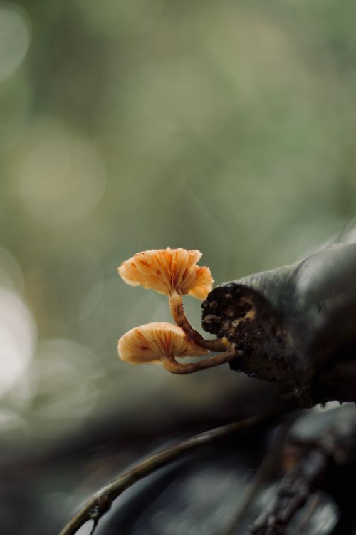 Free Detailed view of small orange mushrooms growing on a tree branch in a forest setting. Stock Photo