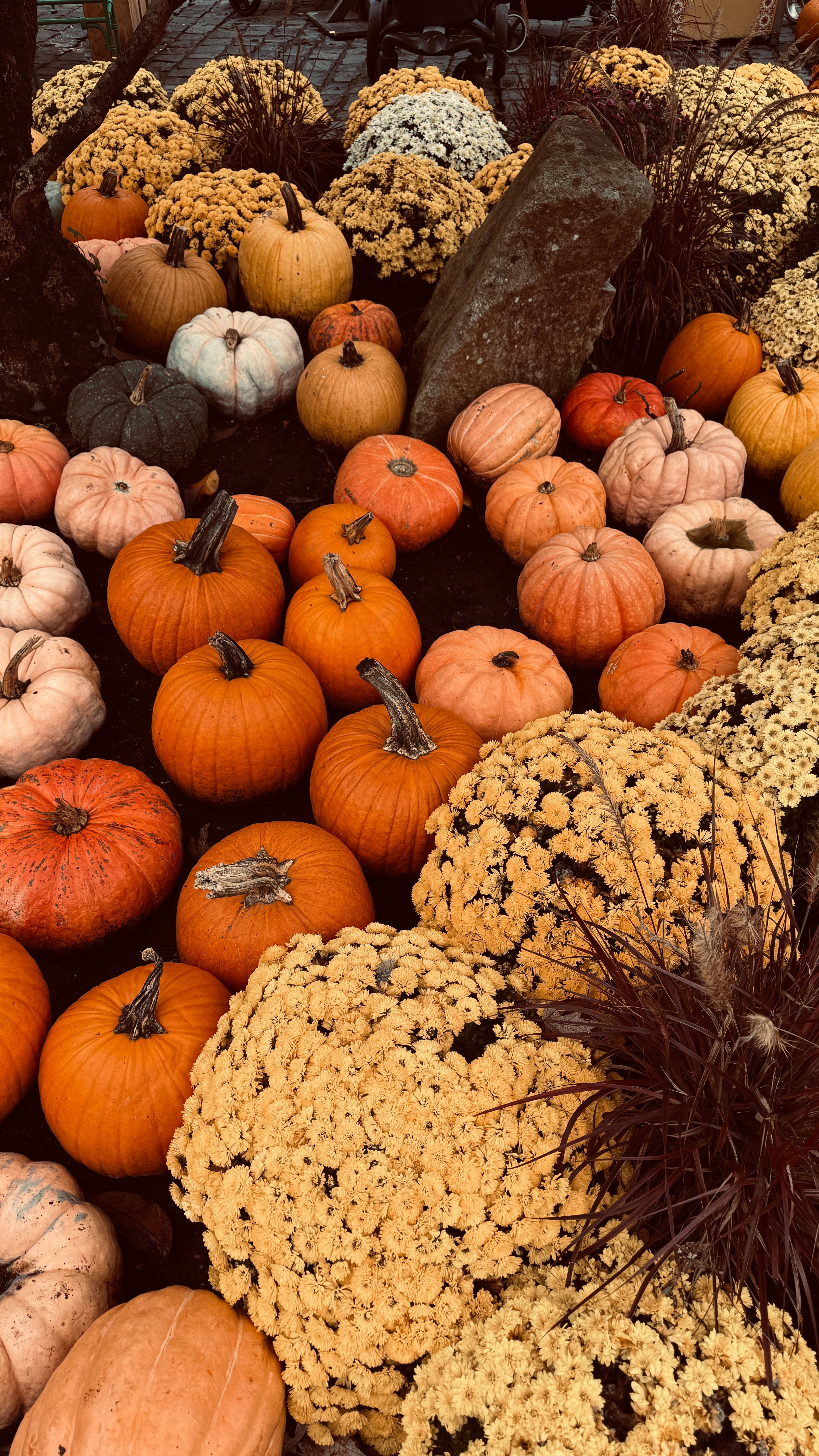Autumn Harvest Pumpkin and Chrysanthemum Display · Free Stock Photo