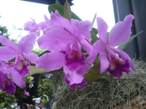 Free stock photo of orchids Stock Photo
