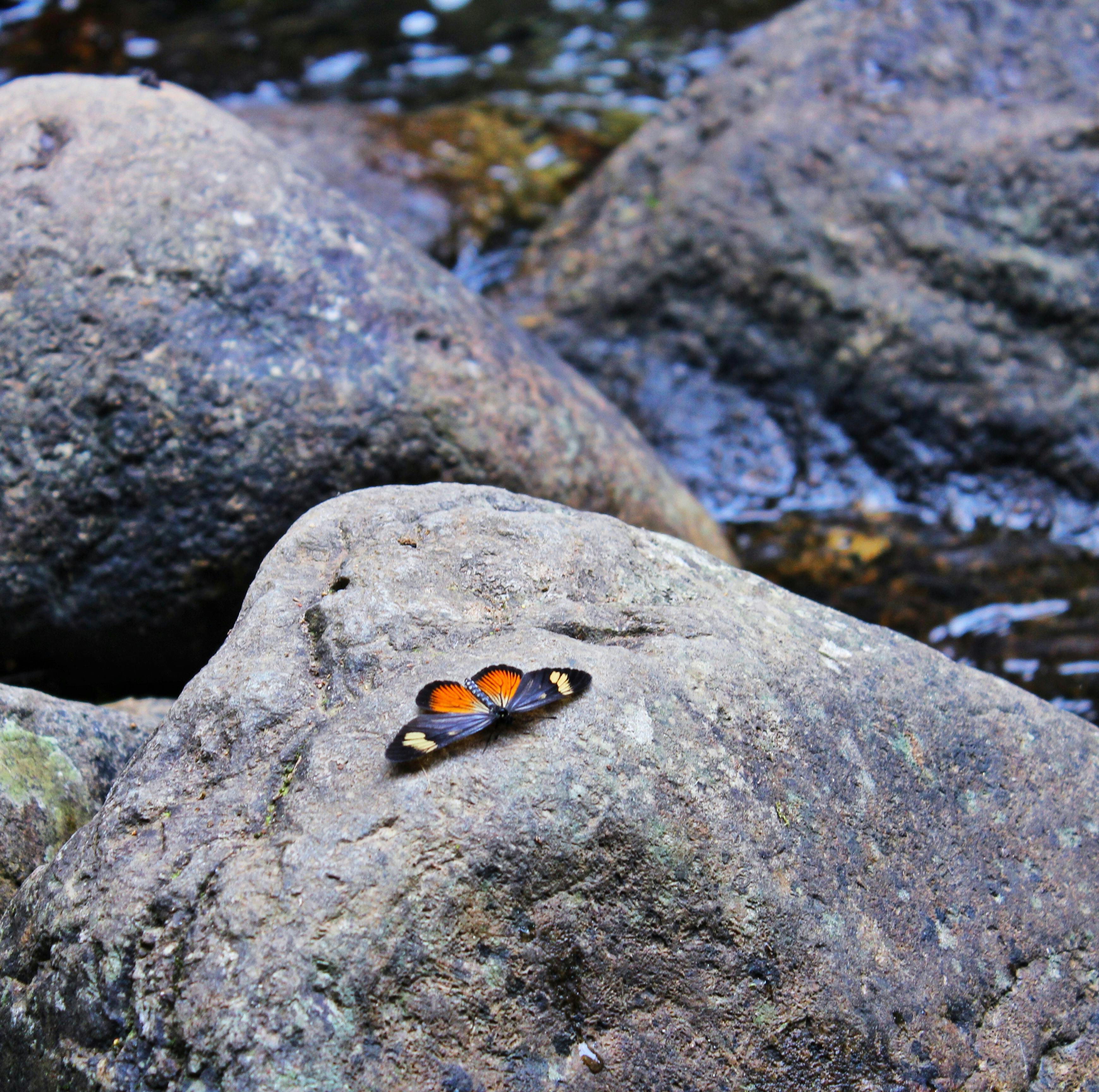 A striking butterfly with orange and black wings rests on a river rock, showcasing nature's beauty.
