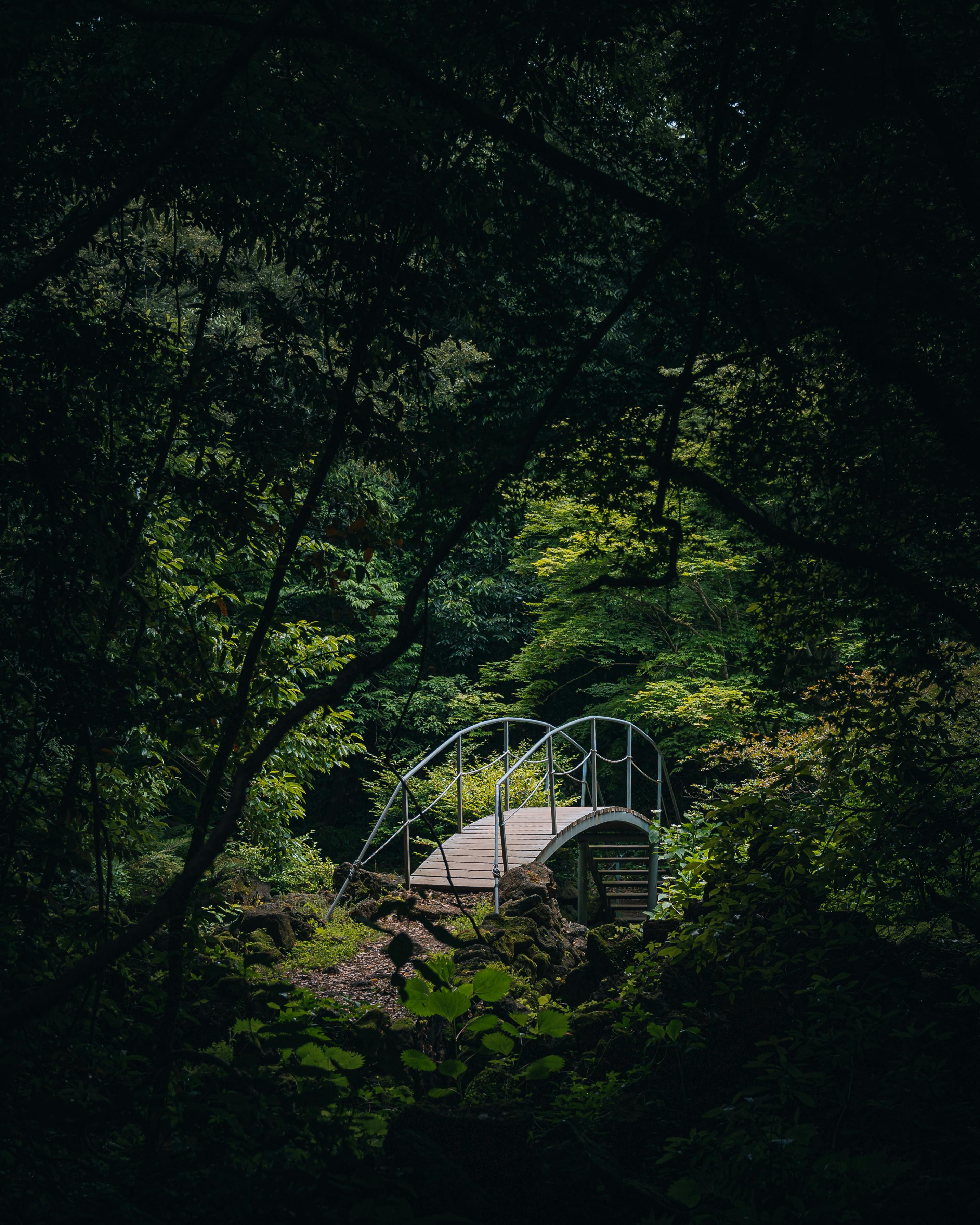 A serene view of a wooden bridge surrounded by lush greenery in Jeju Island, South Korea.