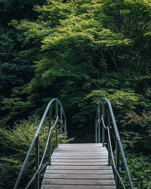 Explore the serene beauty of a wooden bridge in a lush South Korean forest.