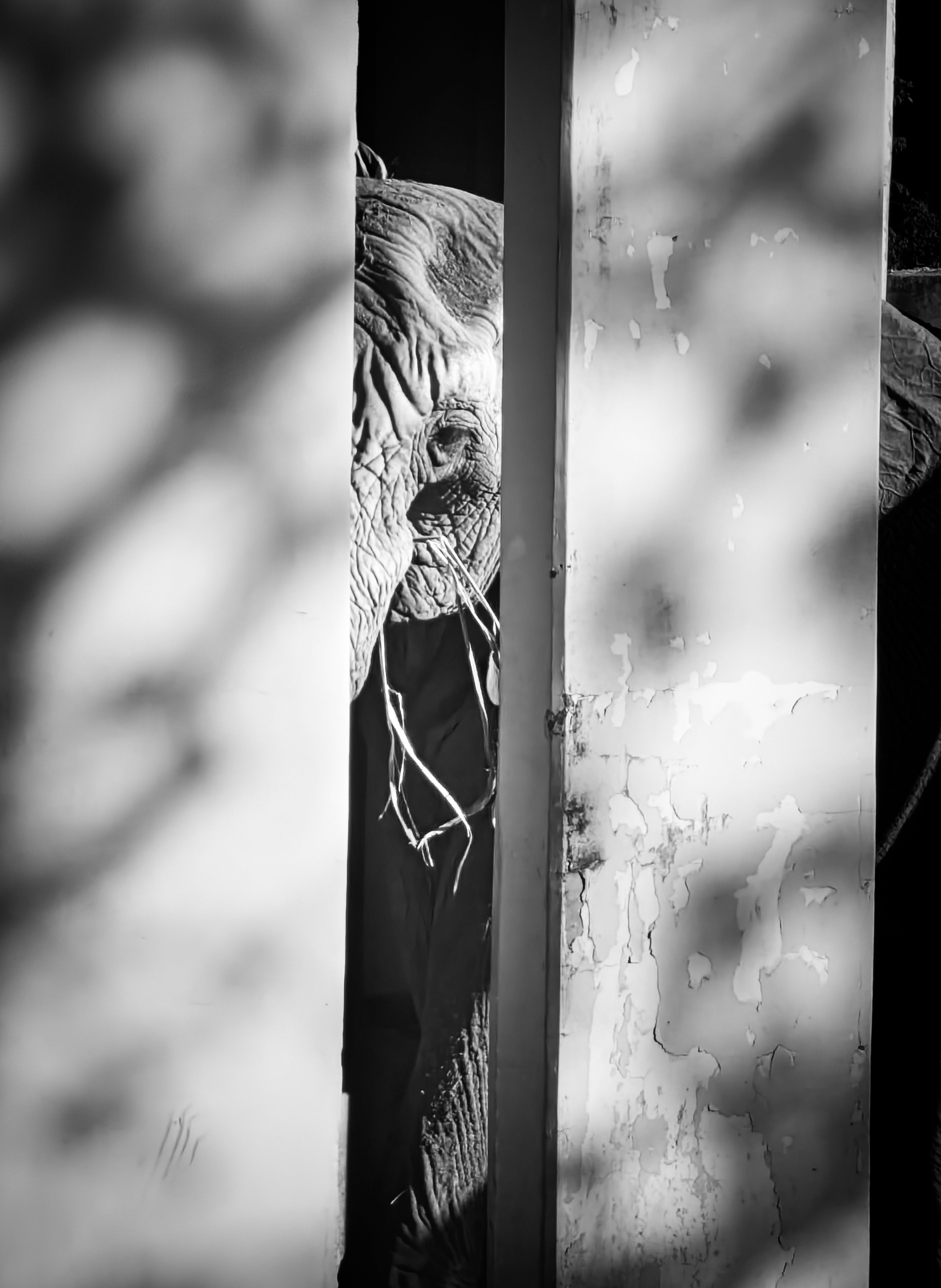 Elephant peering through shadows in a monochrome setting.