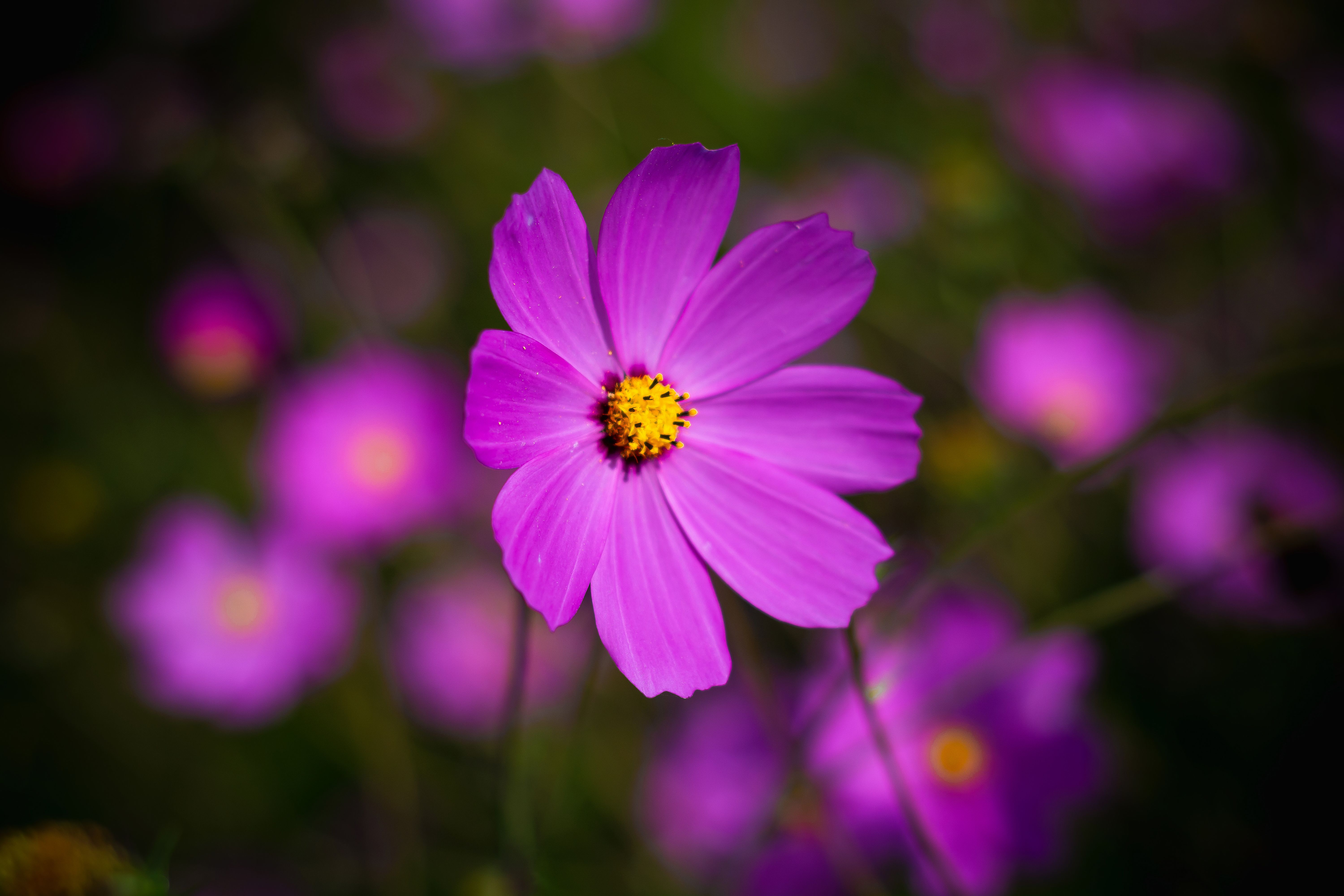 Close-up of a vibrant purple cosmos flower in a San Miguel Zinacantepec field, showcasing nature's beauty.