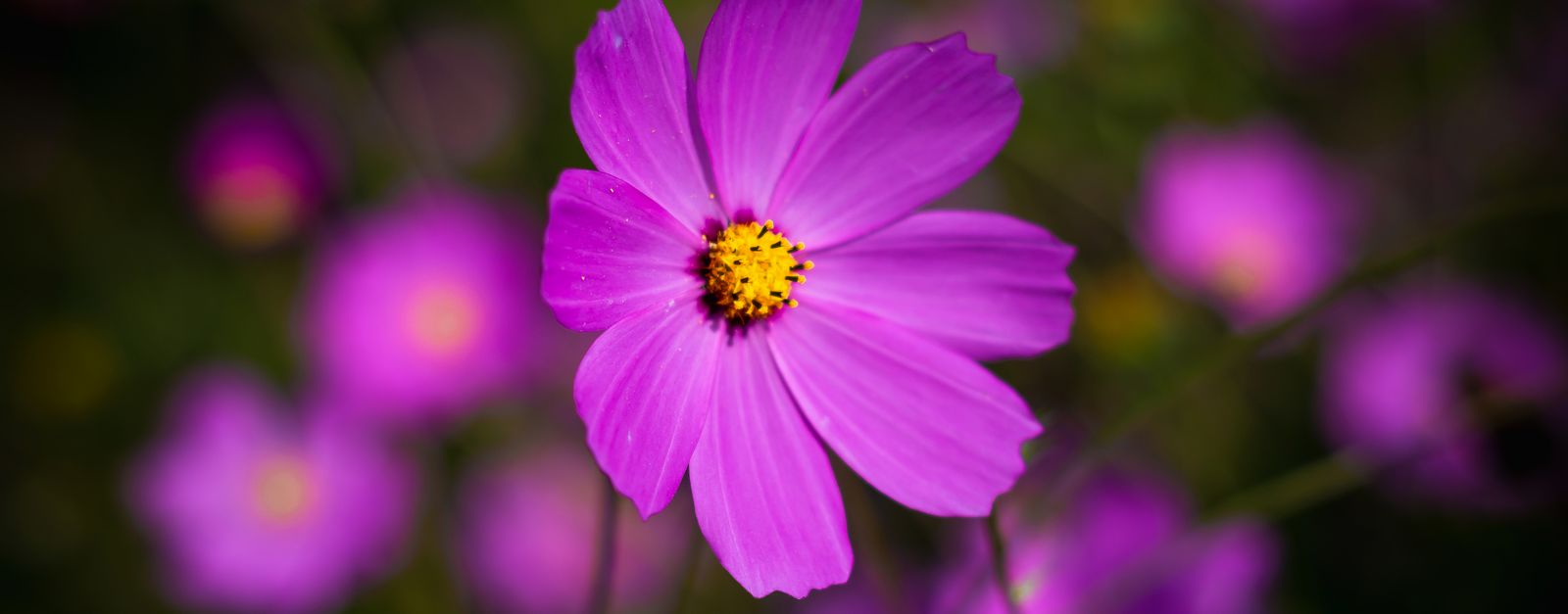 Close-up of a vibrant purple cosmos flower in a San Miguel Zinacantepec field, showcasing nature's beauty.