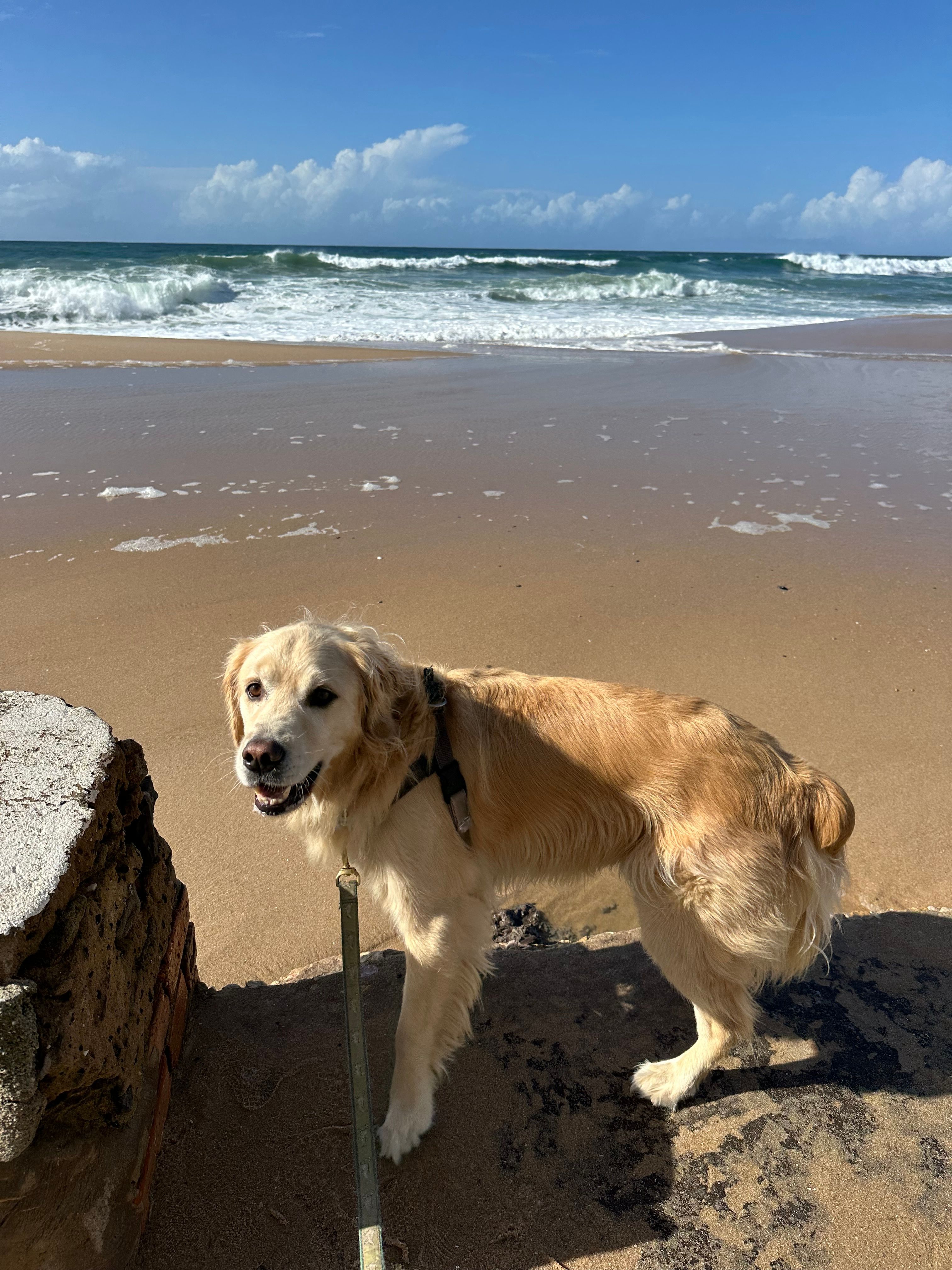 Golden Retriever Enjoying a Sunny Beach Day · Free Stock Photo