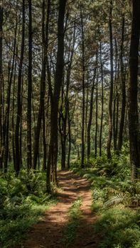 Peaceful forest trail winding through tall pine trees with lush green ferns. - Fotografer Sidoarjo