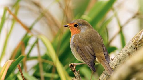 Free A close-up image of a European Robin perched on a tree branch. Stock Photo
