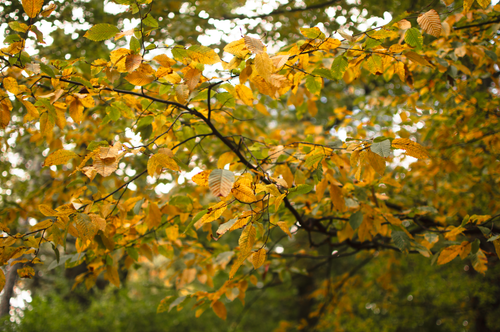 Free Close-up view of vibrant fall leaves in a city park during autumn season. Stock Photo