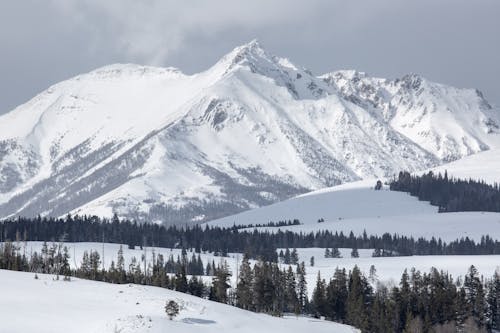 Gratuit Imagine de stoc gratuită din alpin, apogeu, arbori Fotografie de stoc