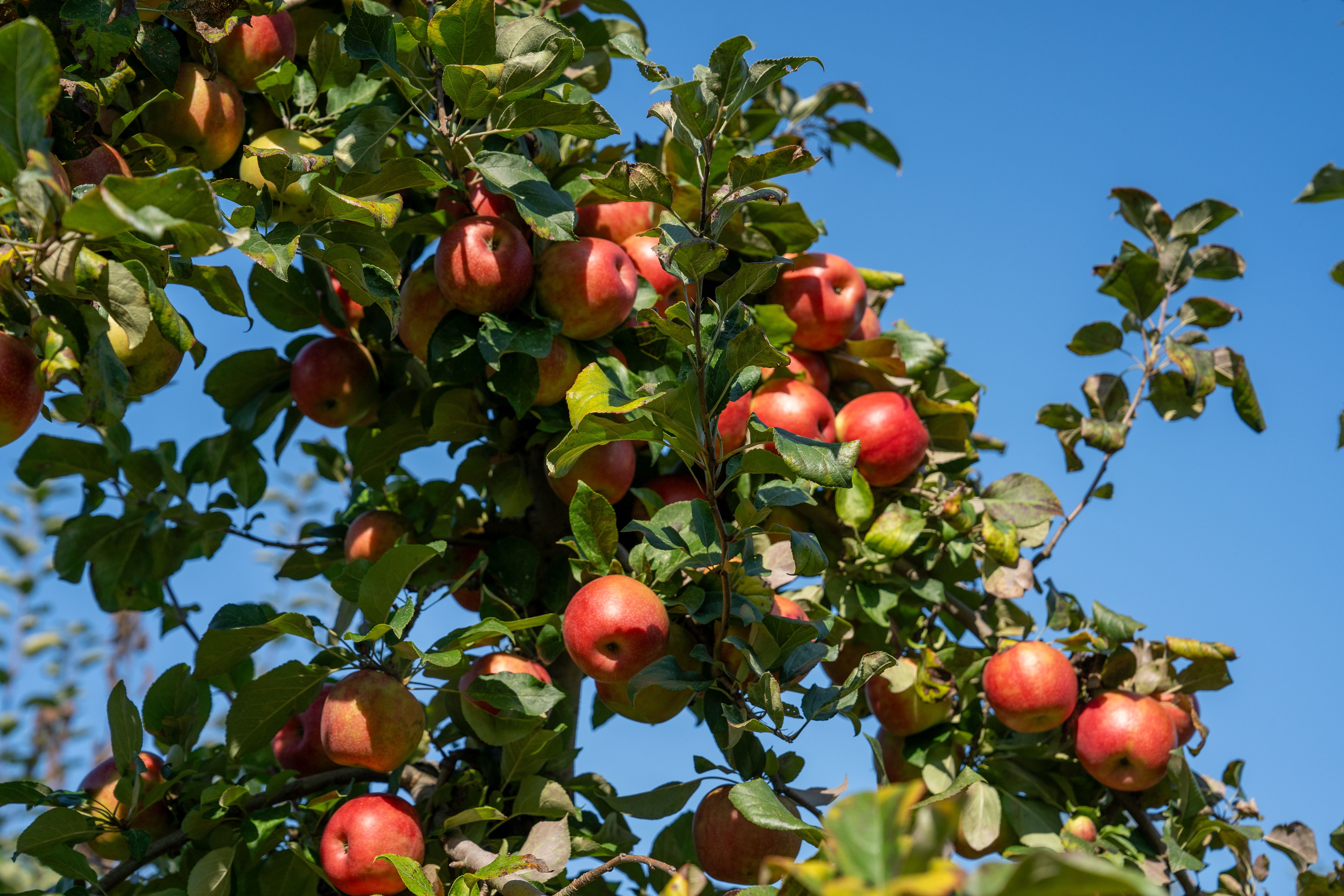 Nutrition Scientists Explain Apple Cider Vinegar Benefits For Weight Loss [fFWTwY25SqE] — Photo by Matt Barnard on Pexels