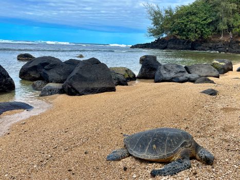 Green sea turtle on a rocky Hawaiian beach under a bright blue sky.