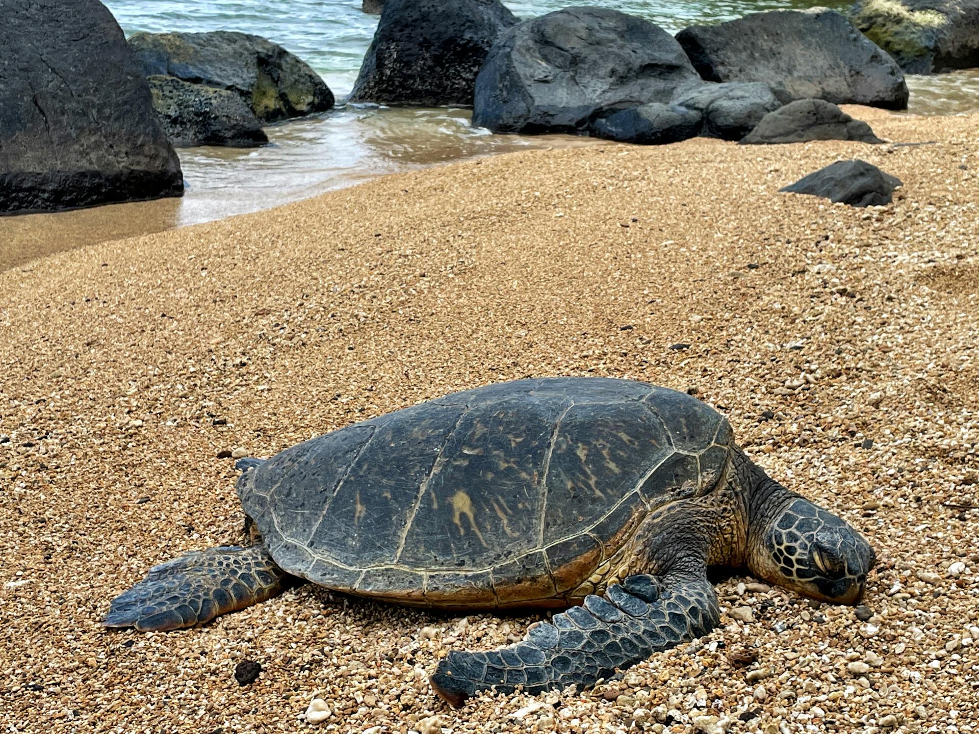 A serene sea turtle rests on a sandy beach with ocean and rocks nearby, capturing a peaceful moment.