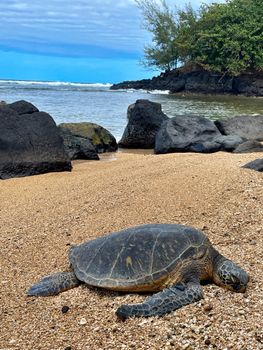 A sea turtle rests on a sandy beach with rocky formations and lush greenery in the background.