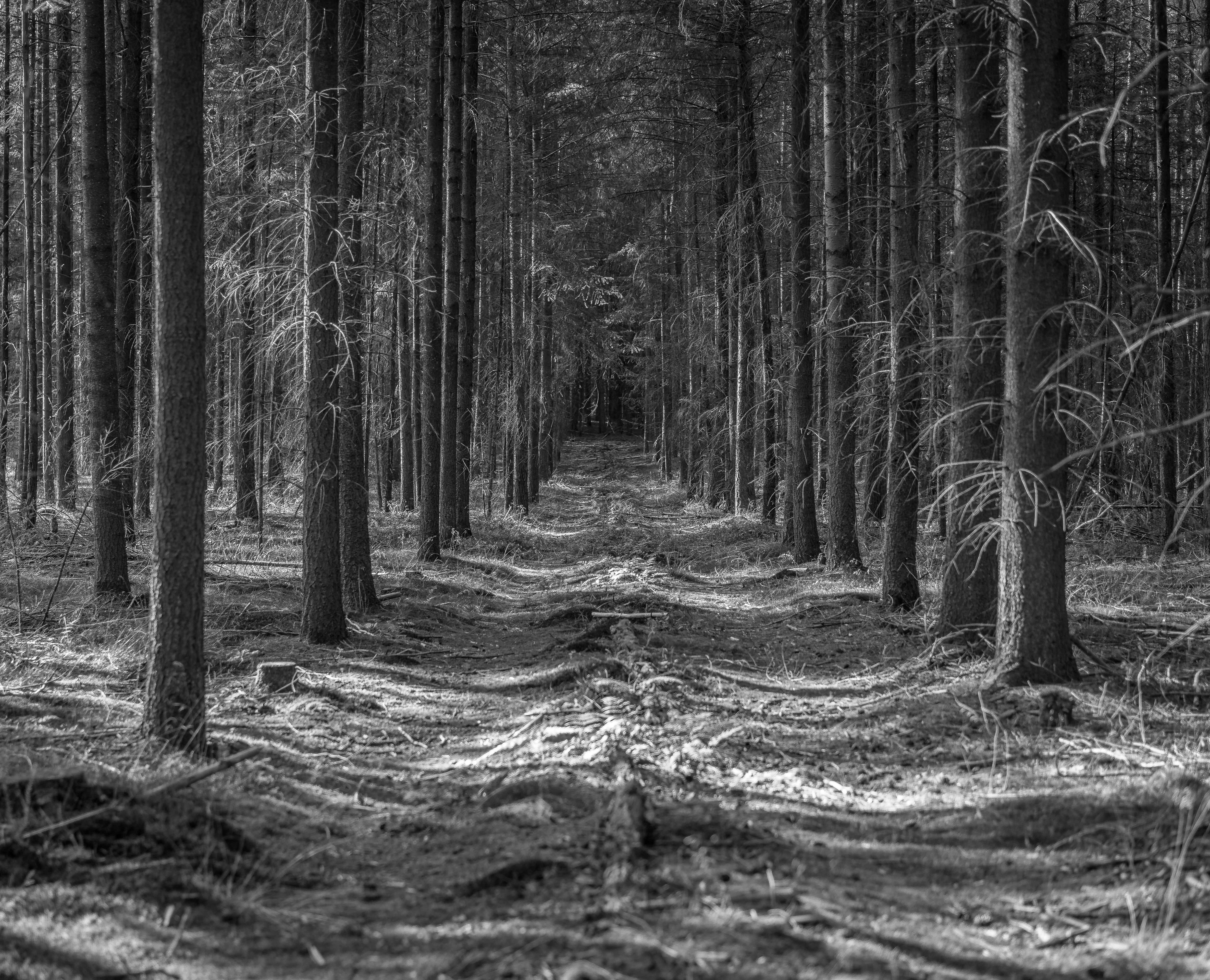 Moody Black and White Forest Pathway, Germany · Free Stock Photo