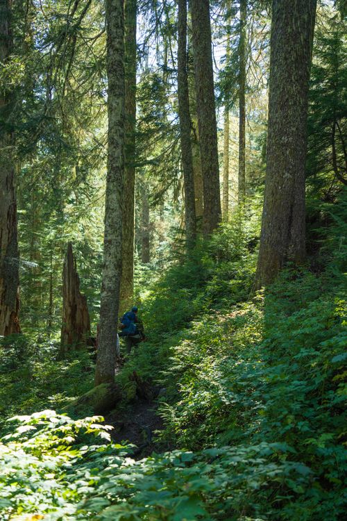 Free A hiker explores a lush forest trail in Darrington, Washington. Stock Photo