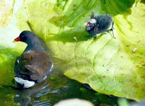 Free stock photo of birds, coot, hen and chick