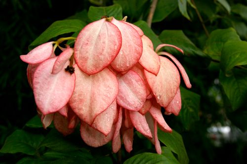Free Close-up of vibrant pink mussaenda flowers adorned with fresh dew drops, surrounded by lush green leaves. Stock Photo