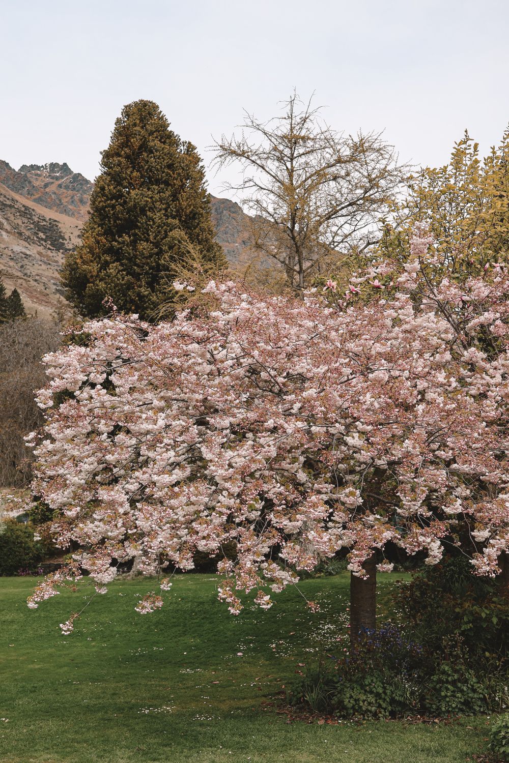 Queenstown Spring Scenic Blossom Tree in Queenstown Spring · Free Stock Photo