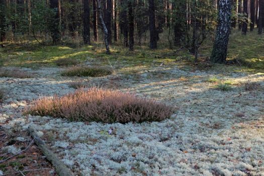 Peaceful forest scene with moss and heather in dappled sunlight showcasing nature's calm beauty.