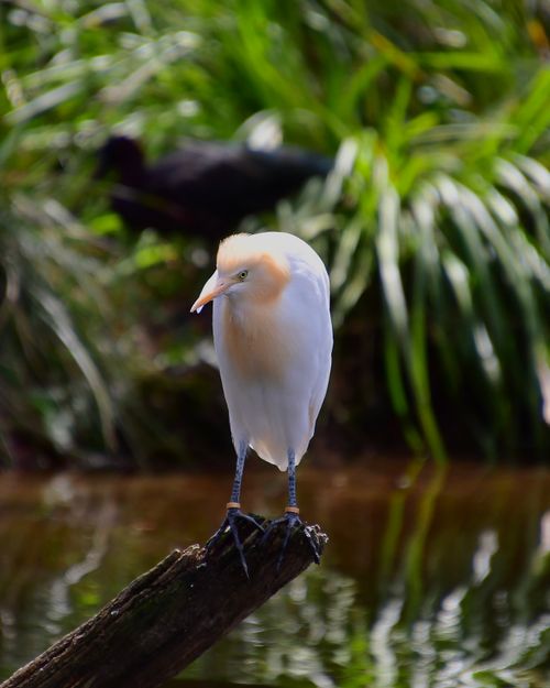 Free Cattle Egret Stock Photo