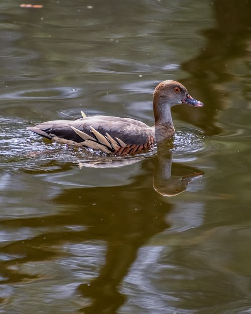Free A serene Australian Wood Duck gliding peacefully across a calm pond, reflected in the water. Stock Photo