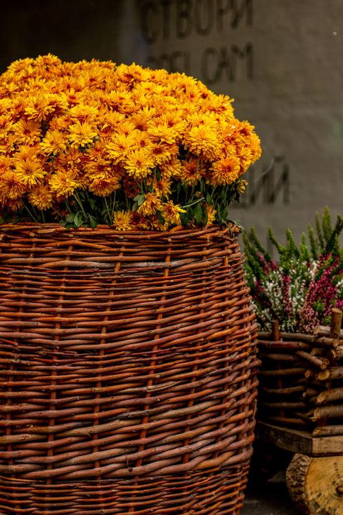 Free Bright yellow chrysanthemums overflowing from a rustic wicker basket outdoors. Stock Photo