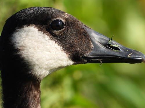 加拿大鹅, 動物, 眼睛 的 免费素材图片