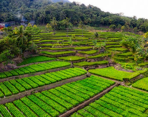 Foto Aérea De Campos De Arroz