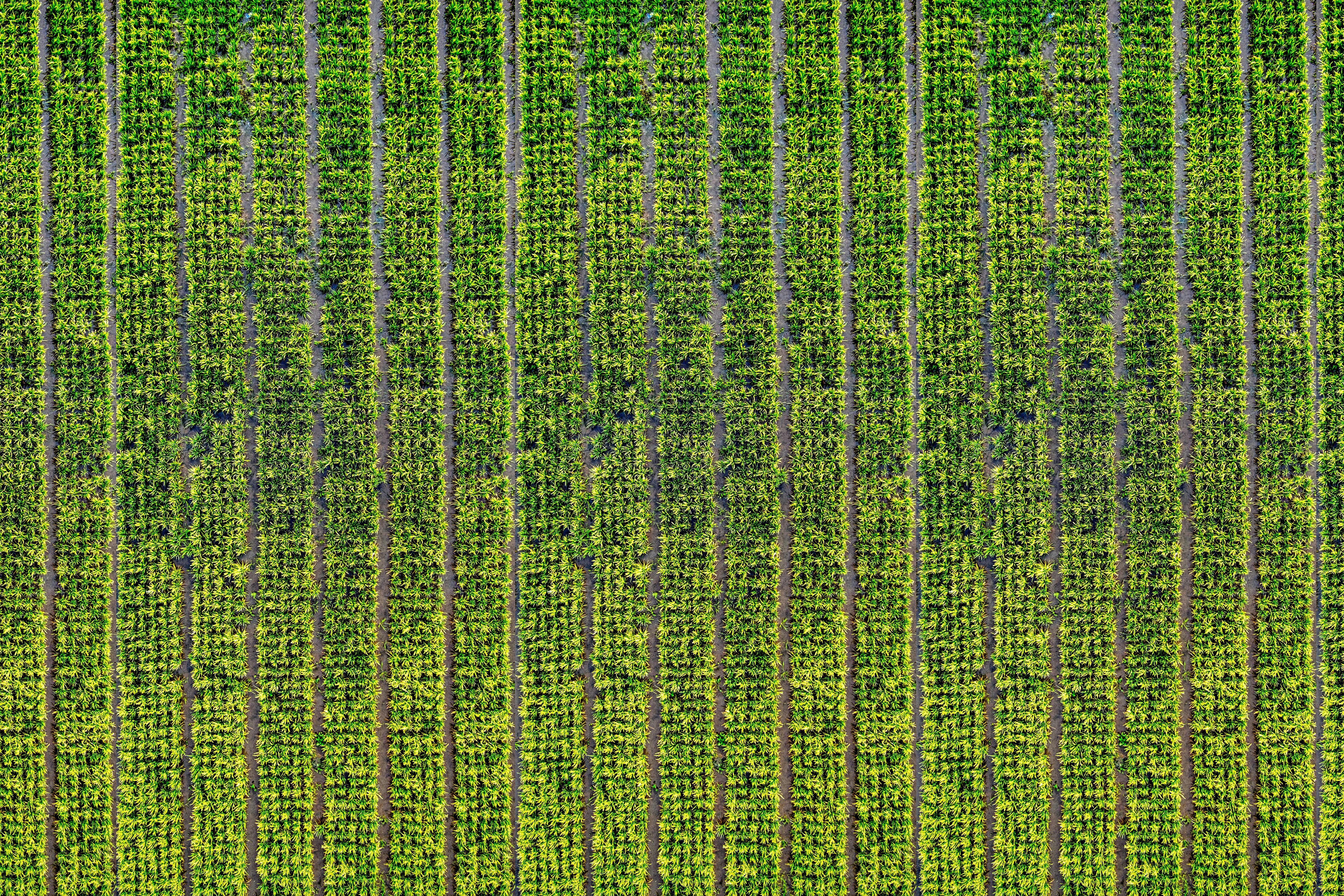 Aerial View of Crop Field