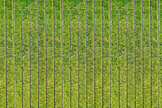 无人机在西爪哇捕捉到充满活力的稻田，展现了自然的图案和绿色植物