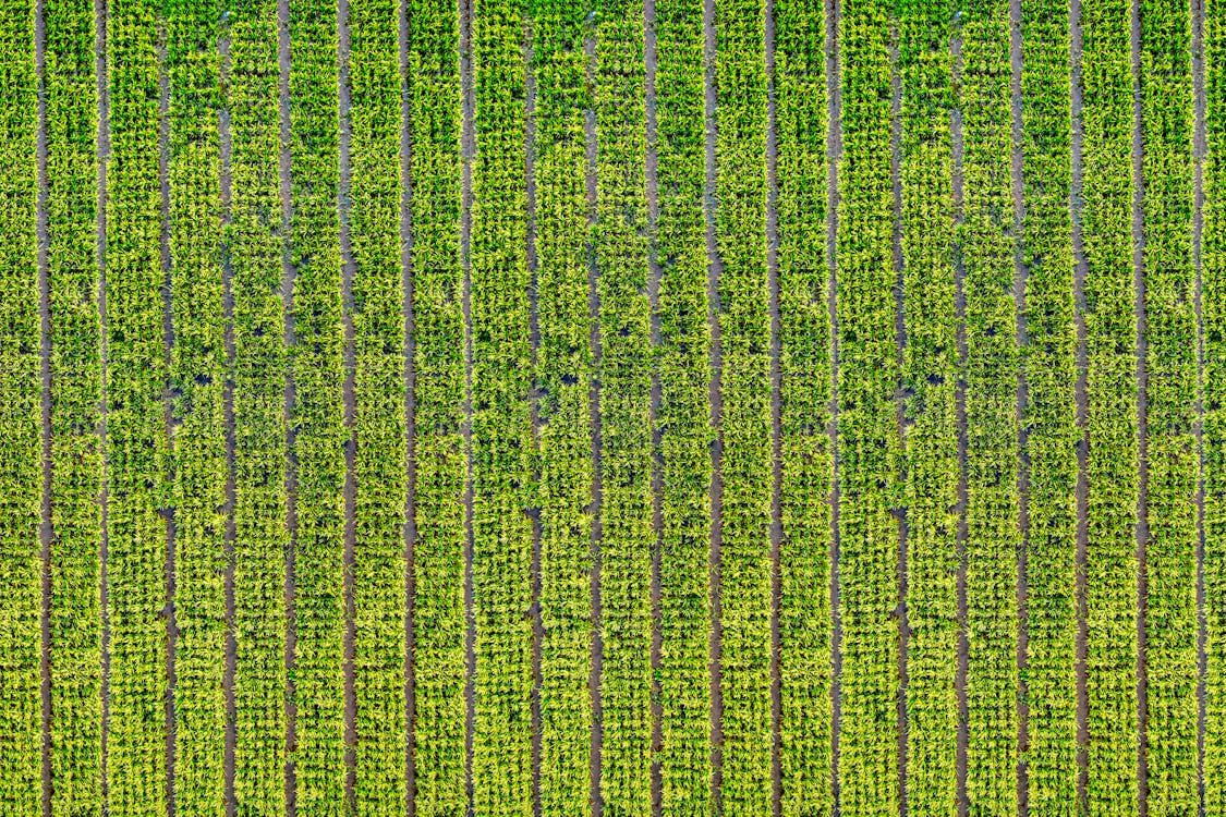 Aerial View of Crop Field