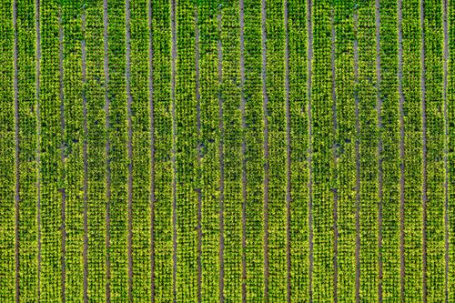 Free Drone capture of vibrant rice fields in West Java, showcasing natural patterns and greenery. Stock Photo