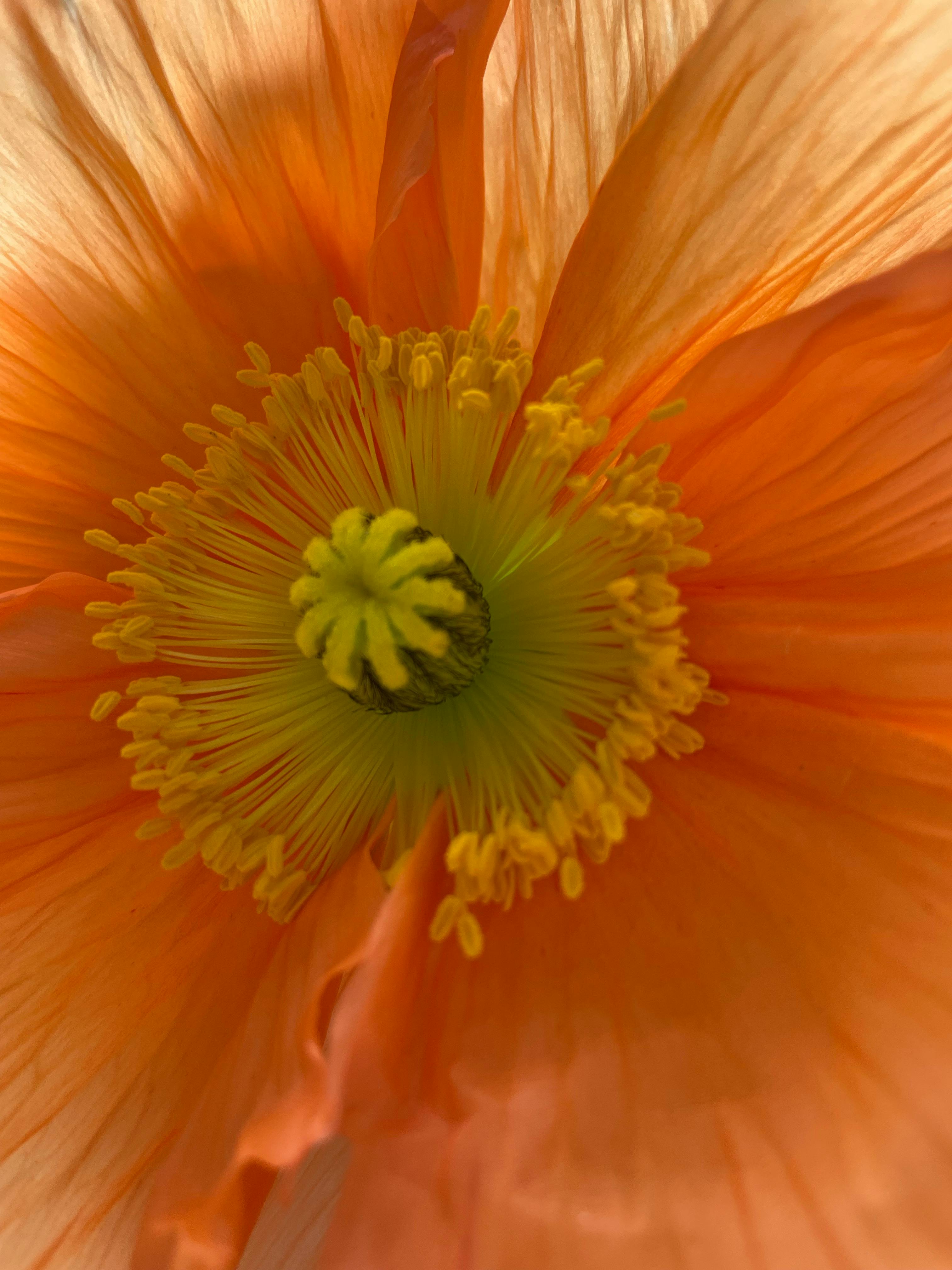 Detailed macro photograph showcasing the bright orange petals of a poppy flower.