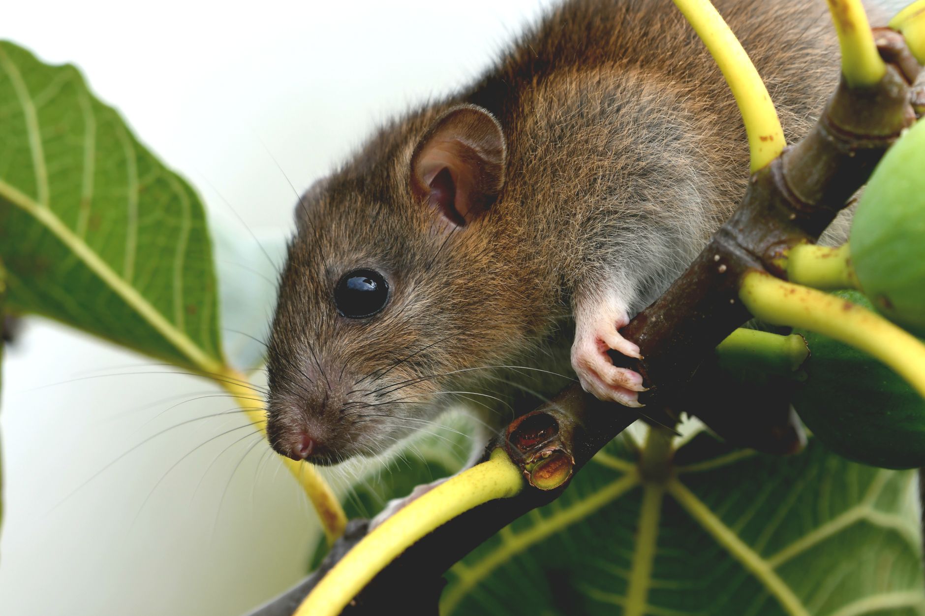 Veterinary care for a rat