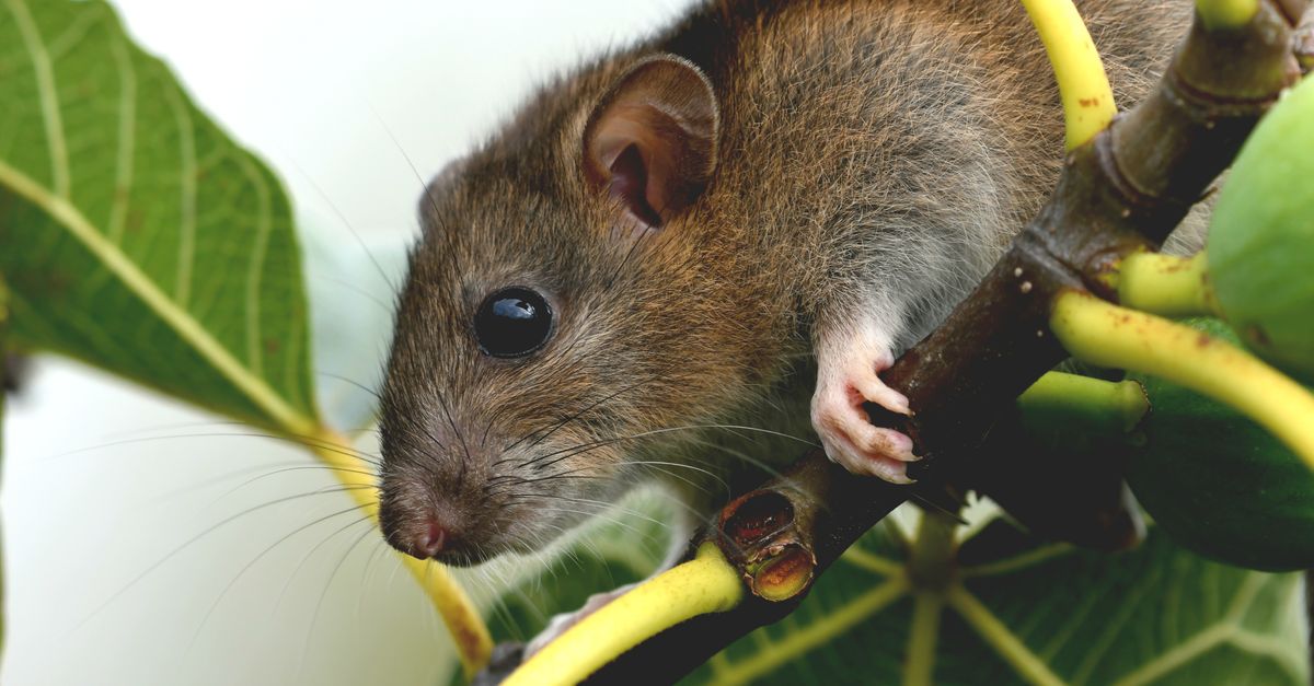 A Tree Rat Java Close-Up of a Rat on a Tree Branch · Free Stock Photo