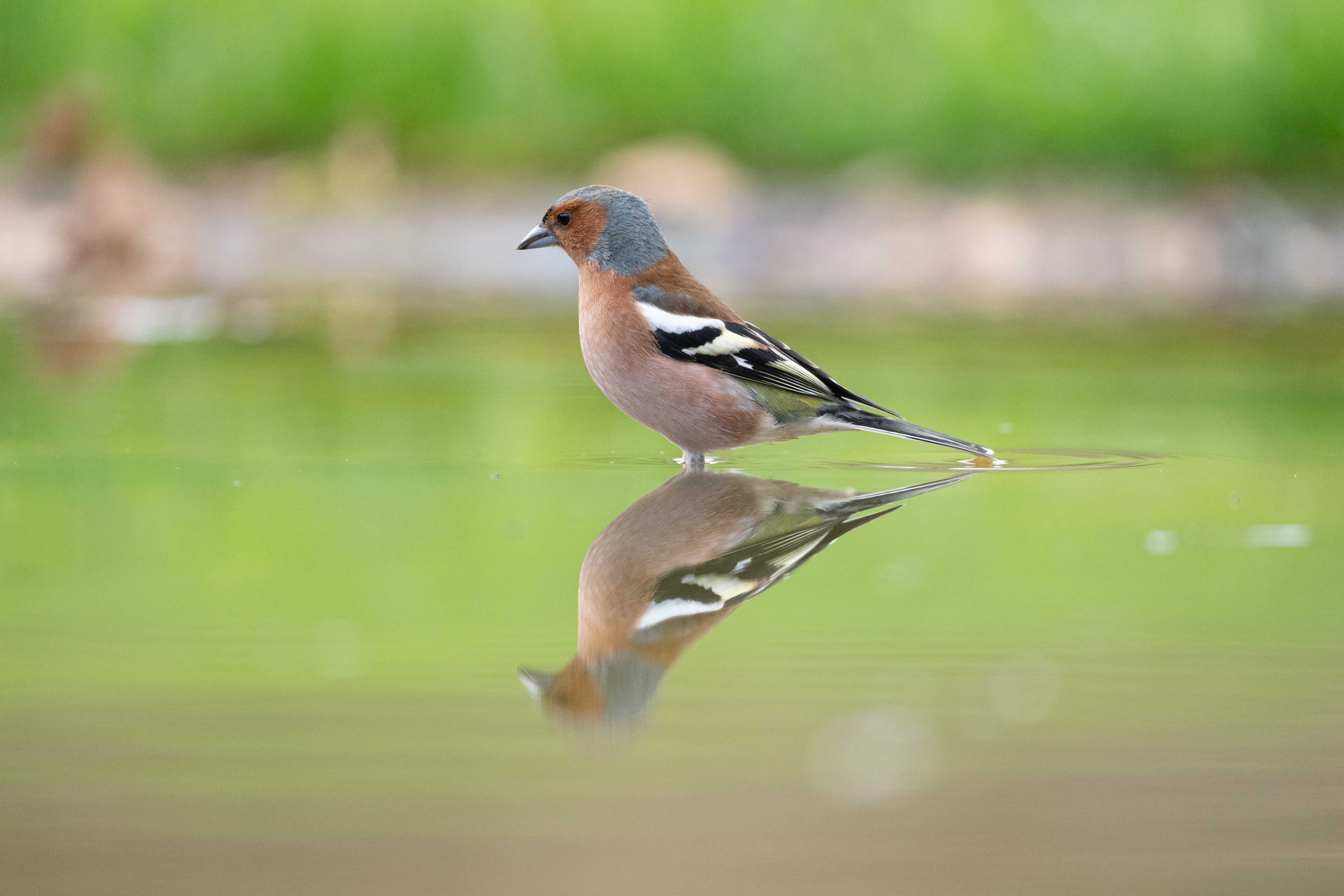 birds-chart-photos-download-the-best-free-birds-chart-stock-photos