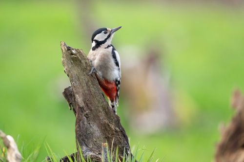 Free Close-up of a great spotted woodpecker perched on a tree stump in natural light. Stock Photo