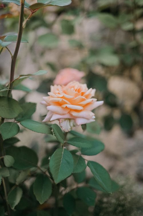 Free Detailed shot of a peach-colored rose with foliage in a garden setting, capturing natural beauty. Stock Photo