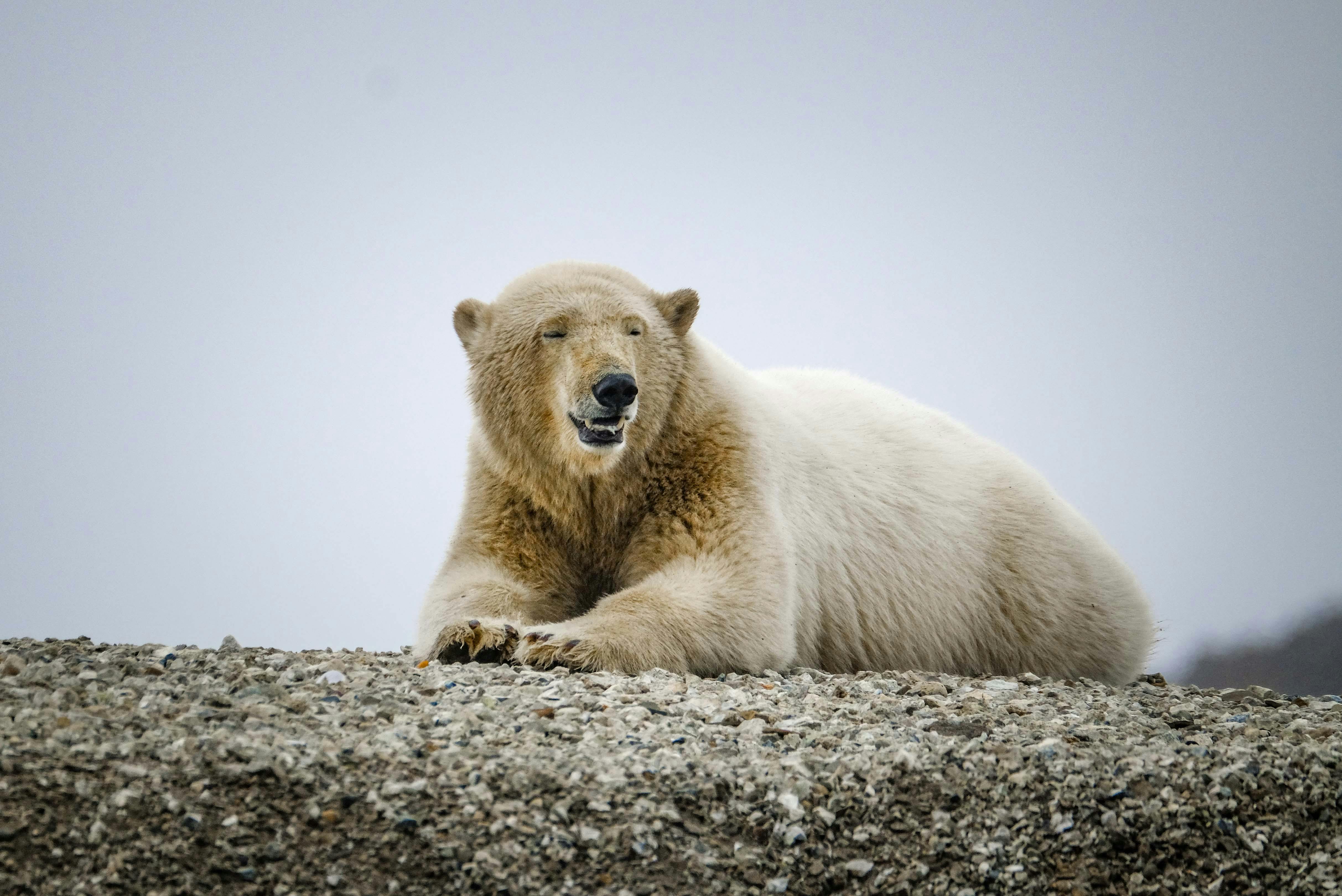 Majestic Polar Bear Resting on Arctic Terrain