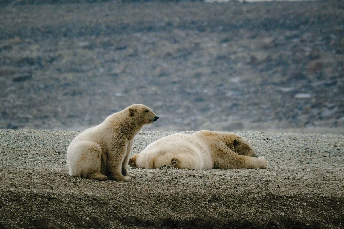 Polar Bear Photos, Download The BEST Free Polar Bear Stock Photos & HD ...