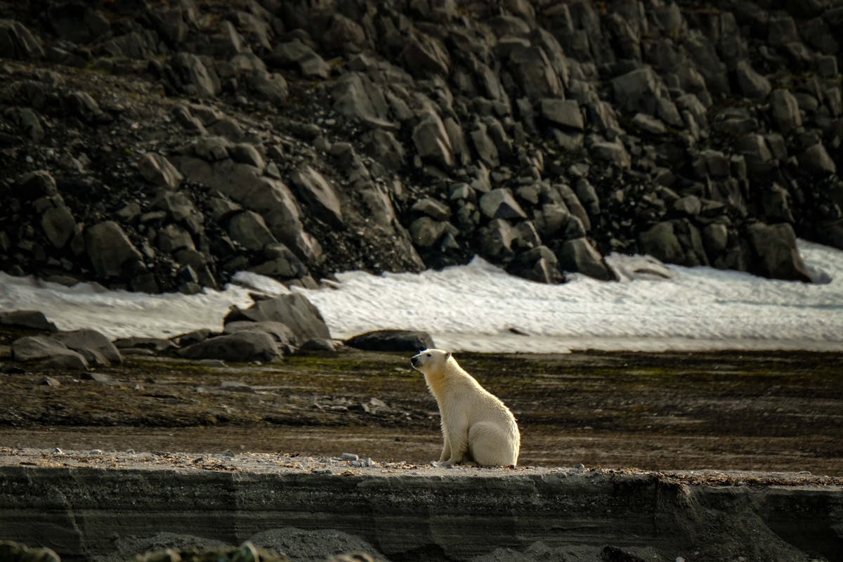 Solitary Polar Bear in Arctic Wilderness
