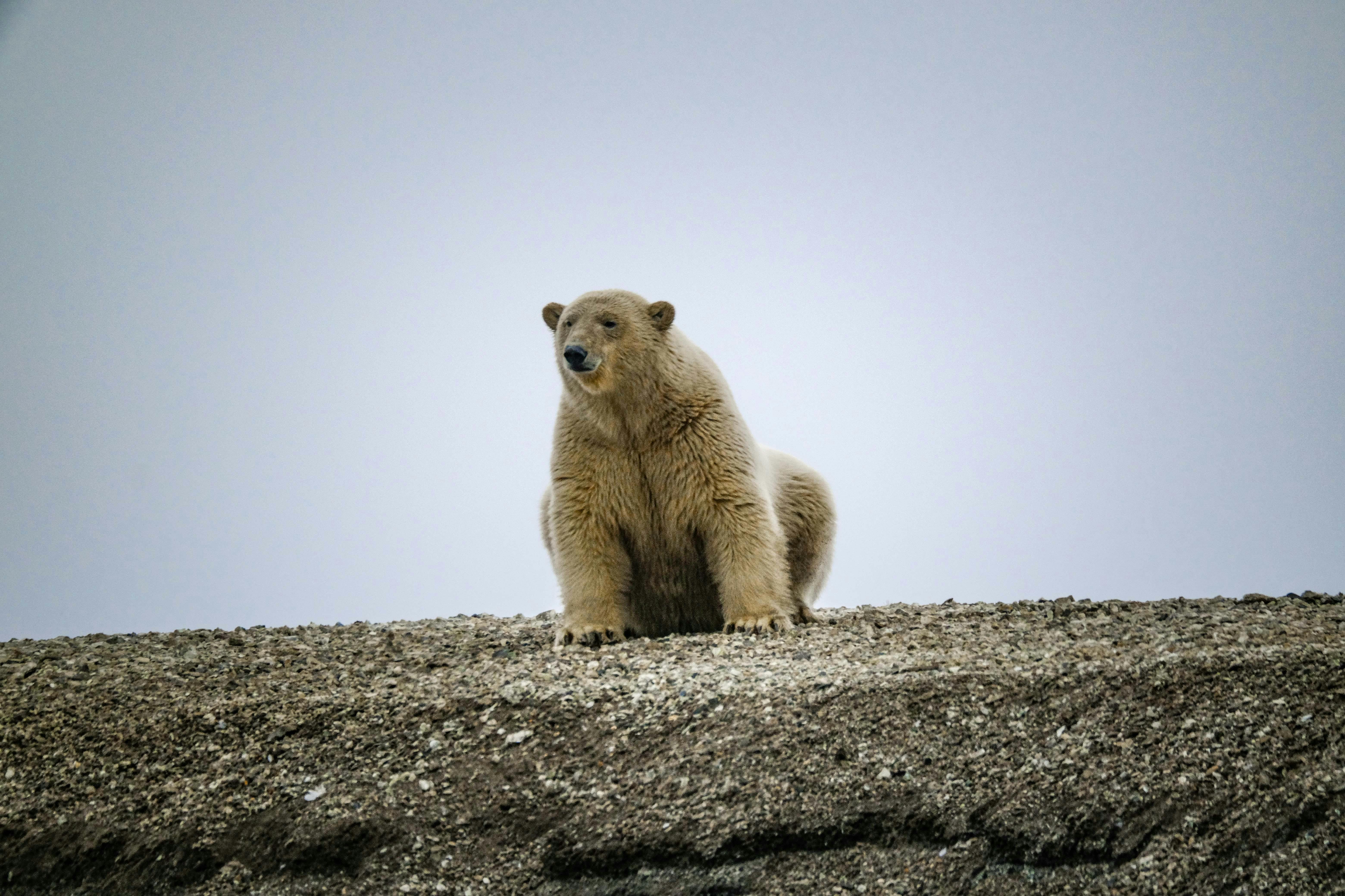 A polar bear and cub walking on the snowy tundra in Wapusk National Park