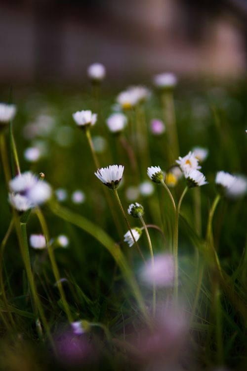 Free Close-up shot of wild daisies in a vibrant spring meadow. Stock Photo