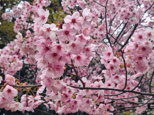 Free A detailed shot of blooming pink cherry blossoms capturing spring's beauty. Stock Photo