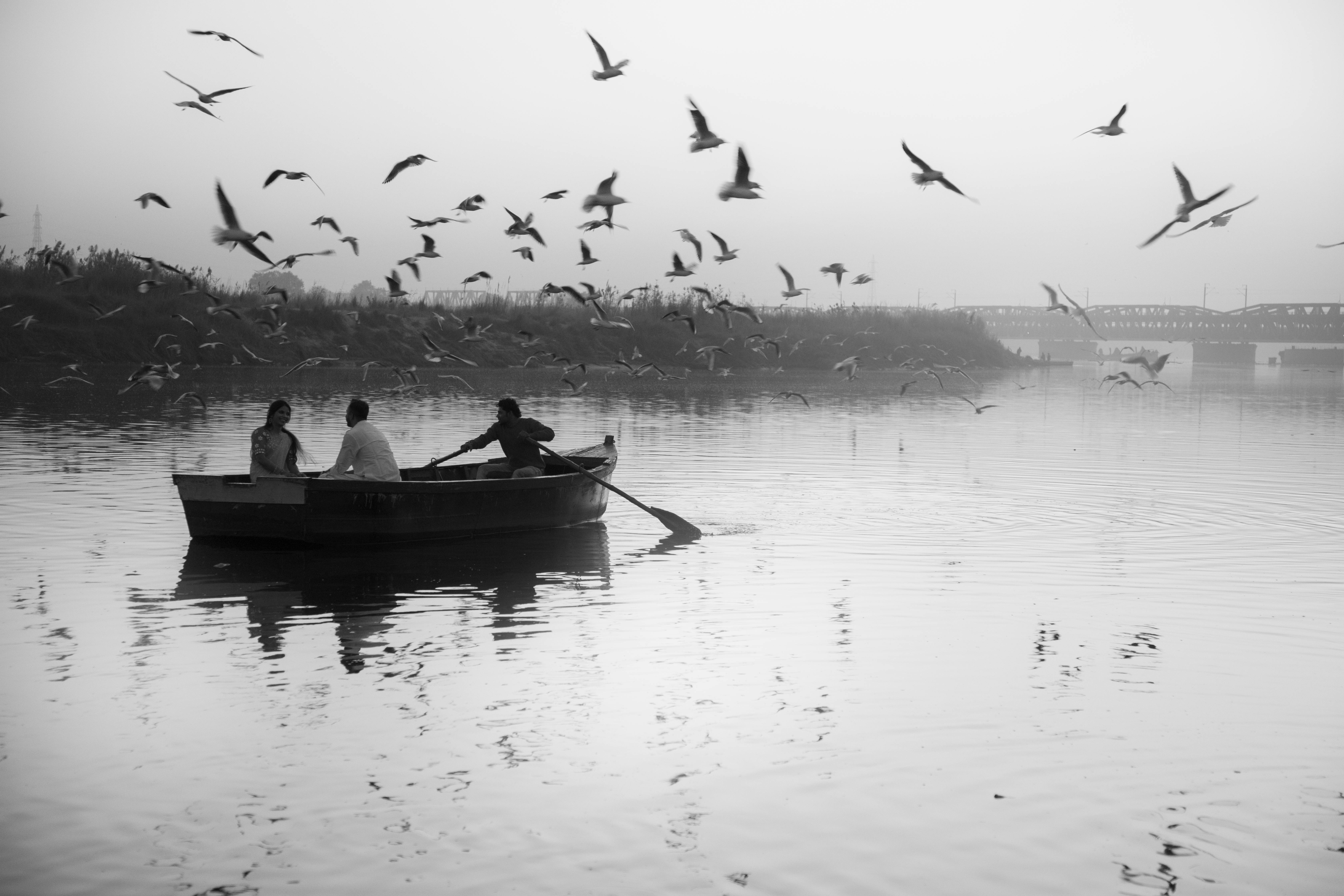 A serene scene of a boat on the Yamuna River surrounded by flying seagulls at dusk, with a distant bridge.