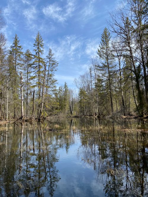 Free Vibrant forest scene with blue sky reflection on water in Vologda, Russia. Stock Photo