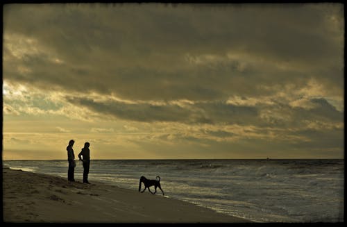 Immagine gratuita di alba, animale domestico, attraente